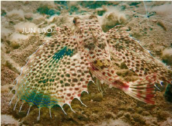 Flying Gurnard- the fish with paws and wings, it just cra... by Jun Lao 